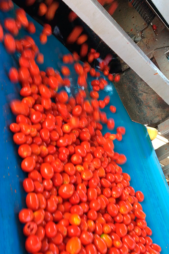 Récolte des tomates