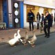 Oies en promenade à Périgueux