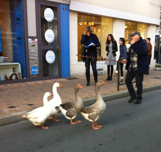 Oies en promenade à Périgueux