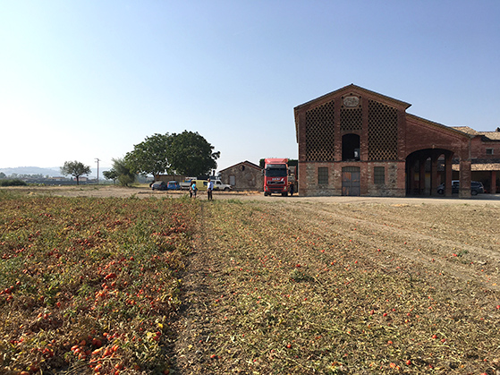 cascina-ponzi-parme-tomates