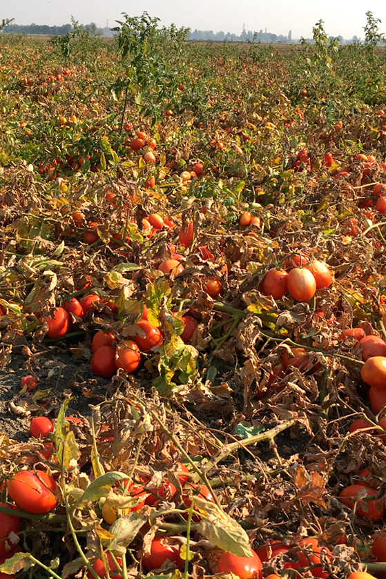 Champs de tomates chez les soeurs Ponzi