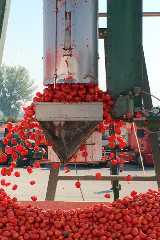 Prélevement d'un échantillon de tomates chez Mutti