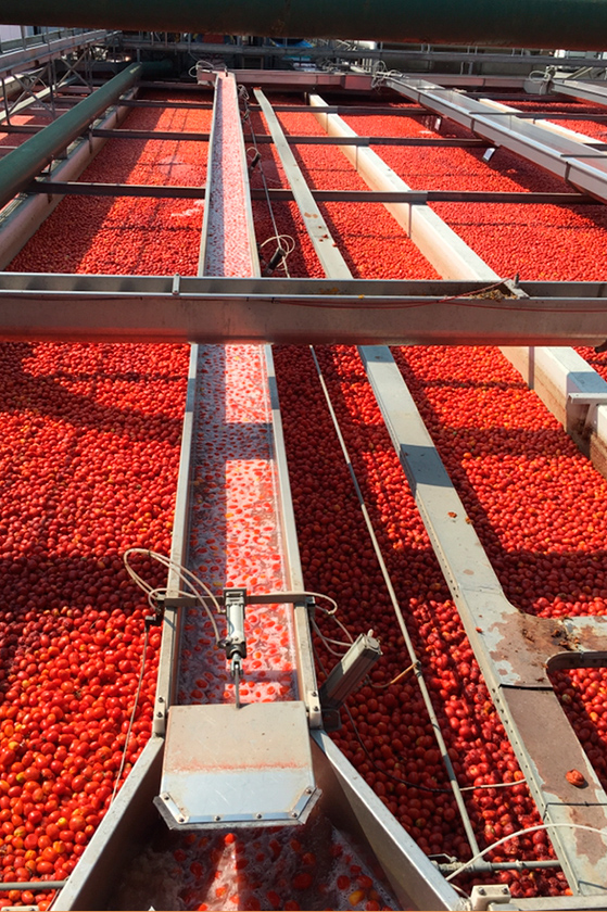 Chaine de lavage des tomates chez Mutti